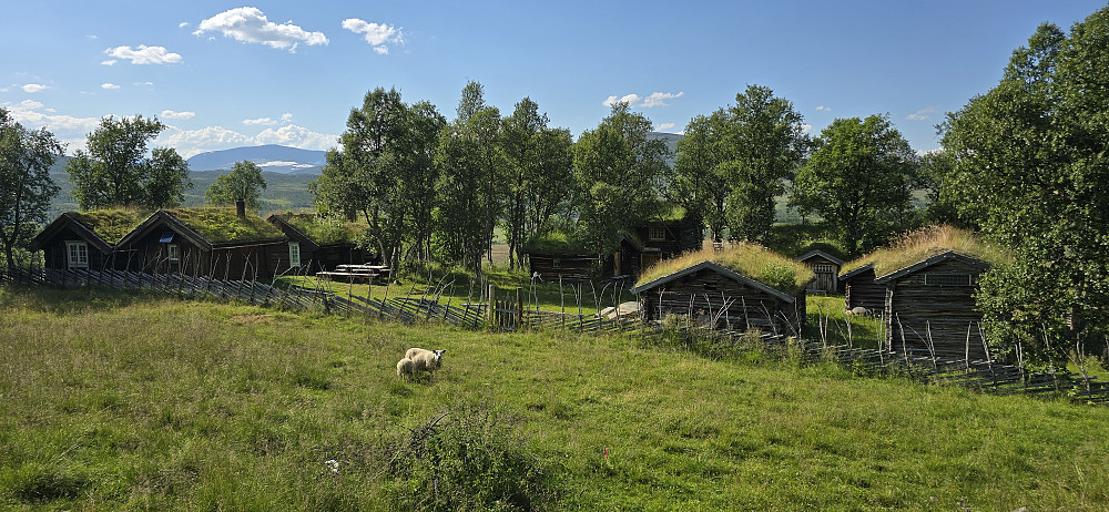 Viongen