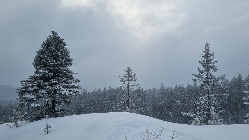 Kampeknerten