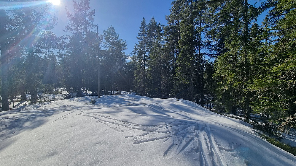 Elgsbrenna