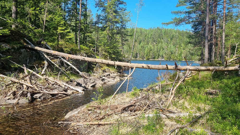 Kilen mellom Mosjøen og Luttjern