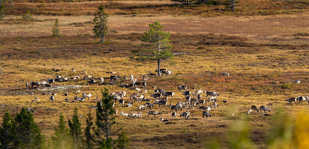 Reinsdyr ved Flatvollen. September