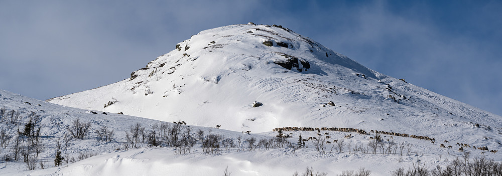 Reinsdyr under Skurvenatten. Mars