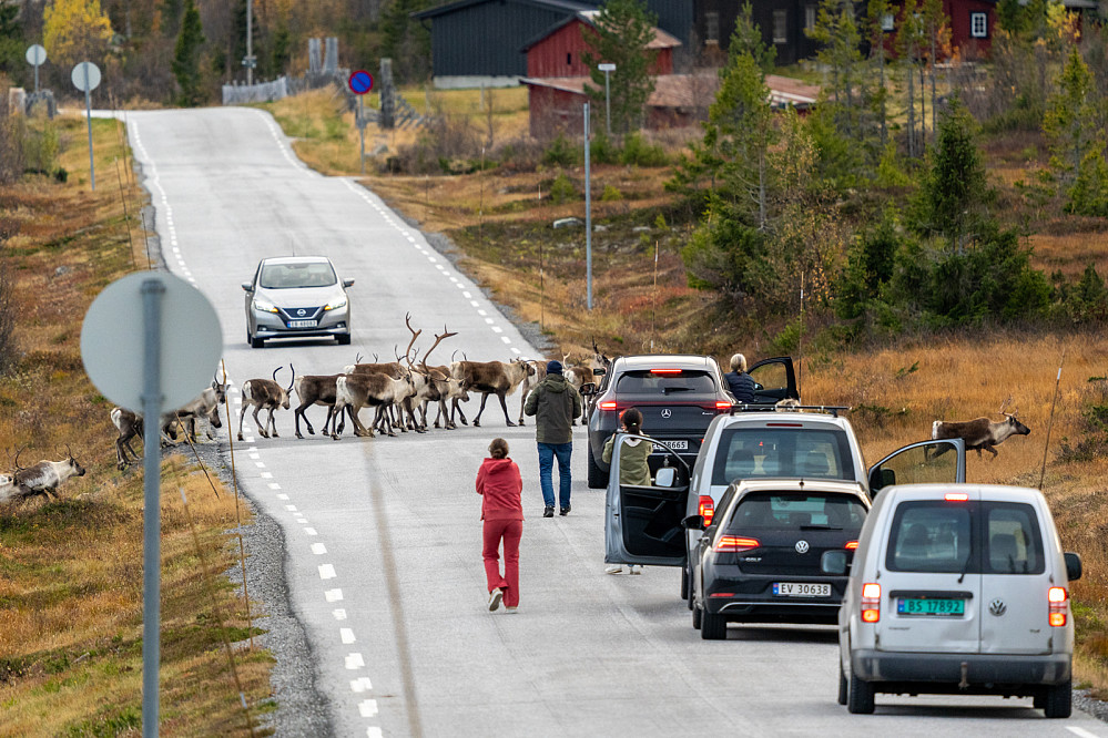 Reinen krysser veien på Flatvollen på sin vandring fra sommerbeite på Norefjell til vinterbeite på Reinsjøfjell. Oktober