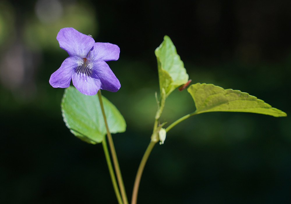 Flere blomsterflekker innover 
