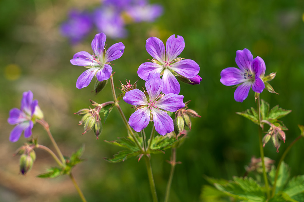 Mye blomster i nederste del av stien 