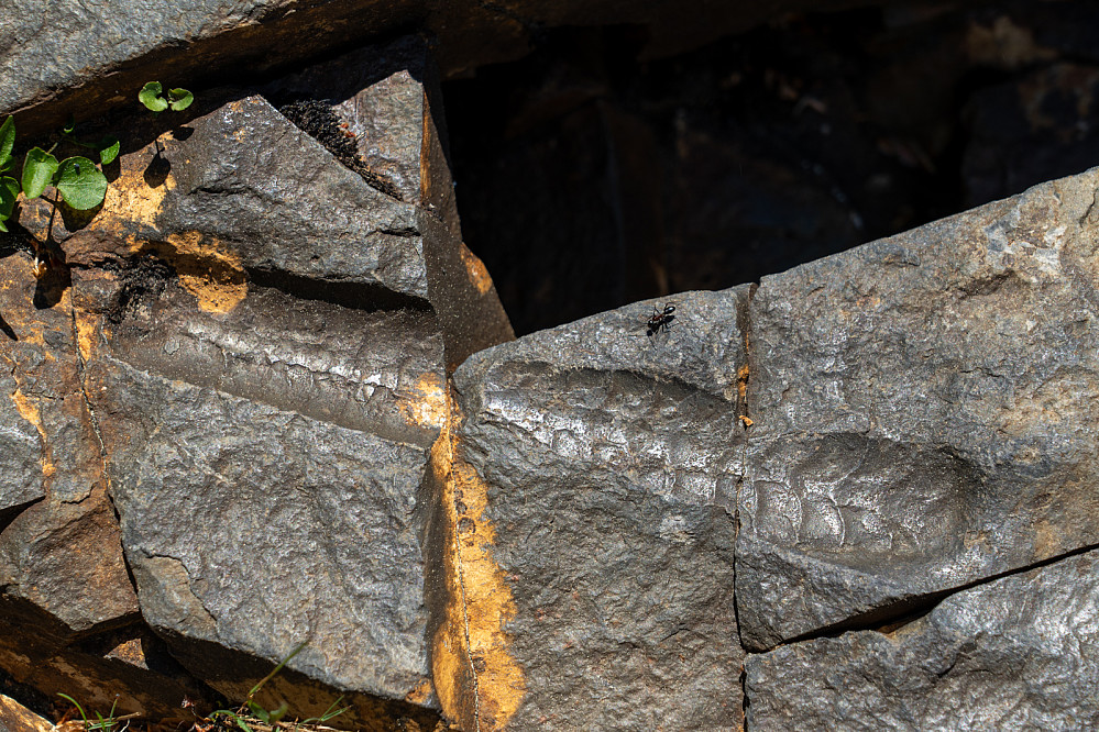 Postet dette på et fossilforum, der ble det først foreslått at det kunne være stammen/grein av en Lepidodendron, som var et type "skjelltre" som levde for 300 millioner år siden. To andre sa det var mer sannsynlig en orthocone nautiloid