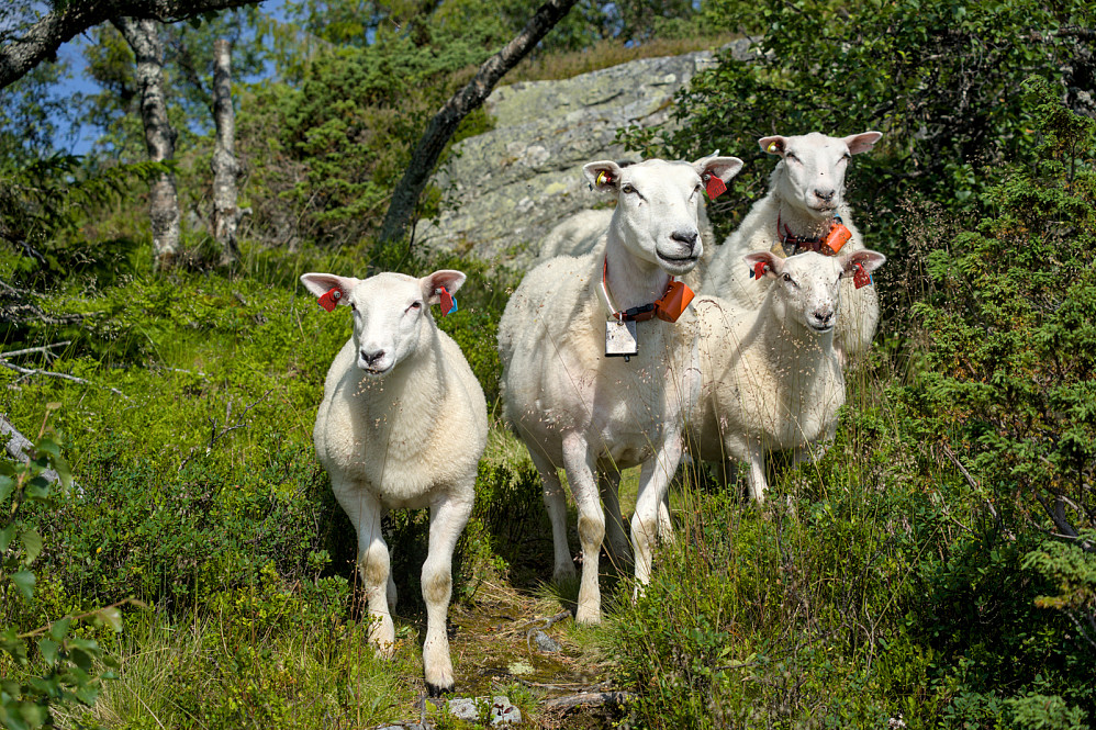 Møtte på en veisperring oppi lia 
