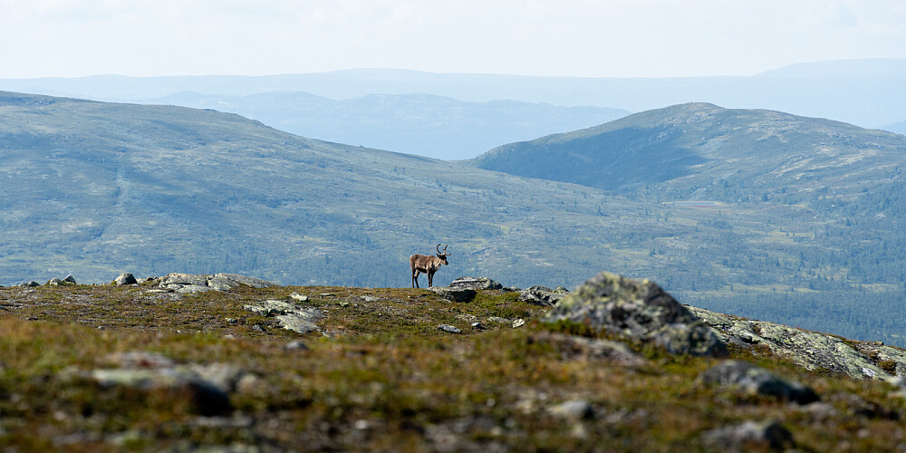 Begynt å bevege meg ned mot Piktjern. Reinen var like rolig. Kupanatten til høyre
