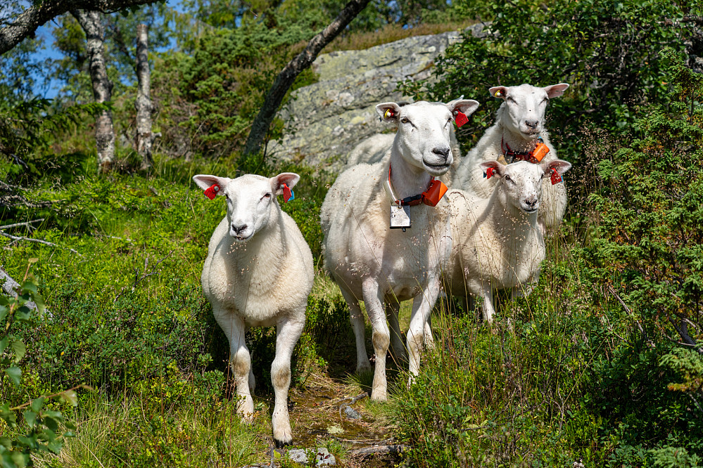 Møtte på en veisperring oppi lia 