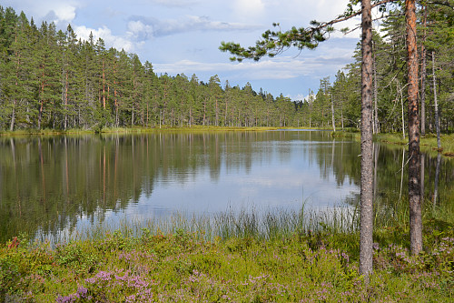 Ringrøytjønn - under foten av Ringrøysnatten