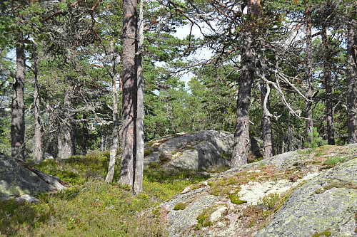 Toppen av Ringrøynatten. Høyeste knaus framme i bilde.