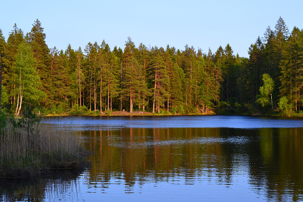 Hvitsteintjenn