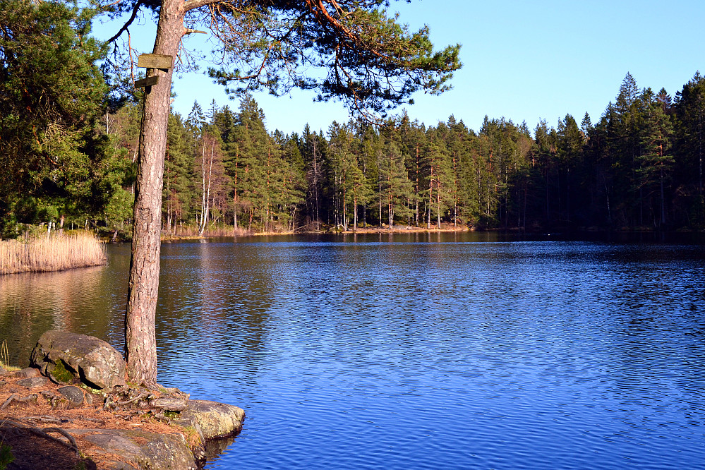Hvitsteintjenn