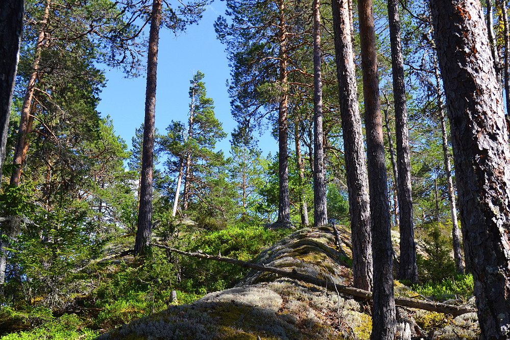Rett under toppen av Veståsen