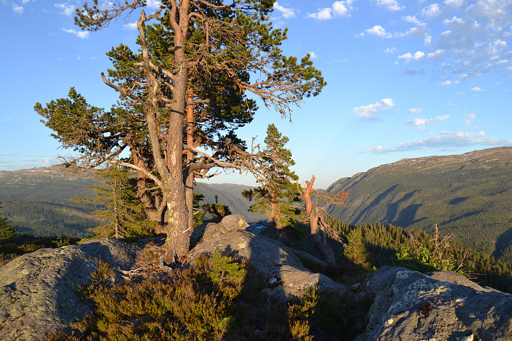 Toppen av Torsnut