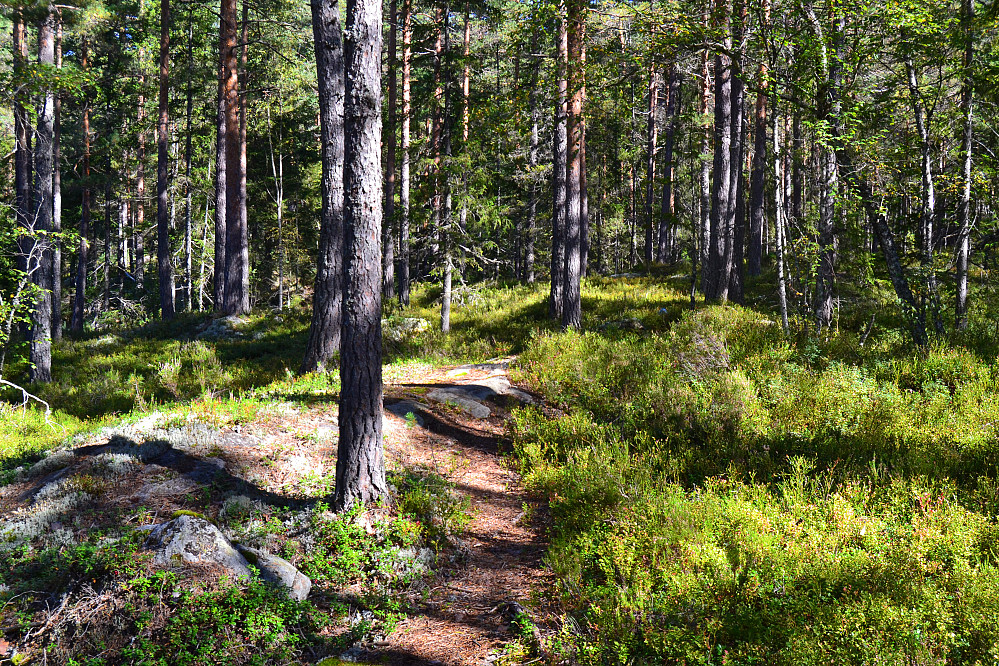 Sti i starten