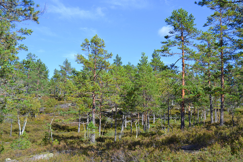 Furuskog innunder toppen