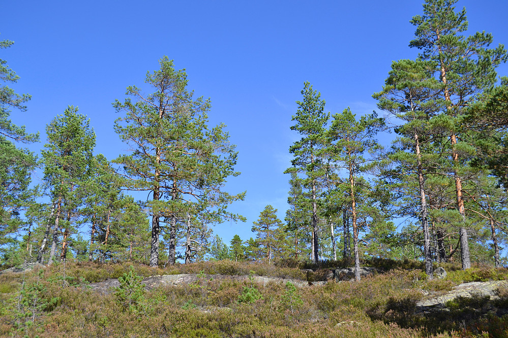 Siste kneika mot toppen