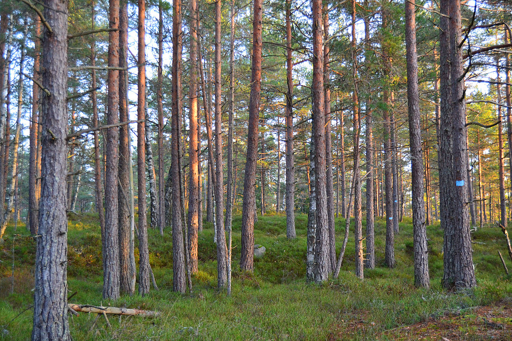 Mot Åletjennkollen