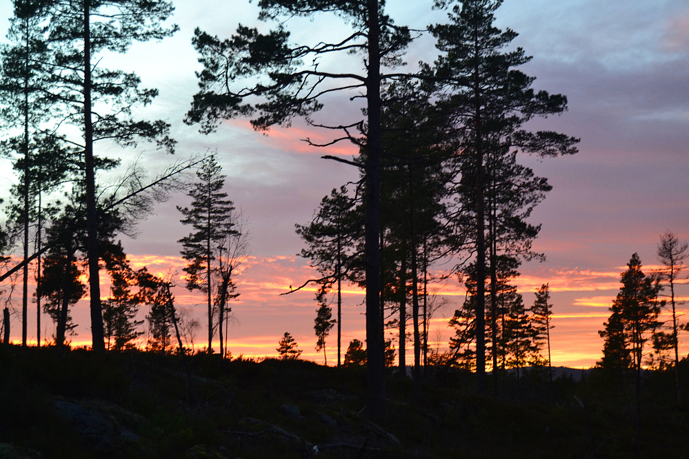 Fra hogstflata på nordsiden av Sauholsheia 