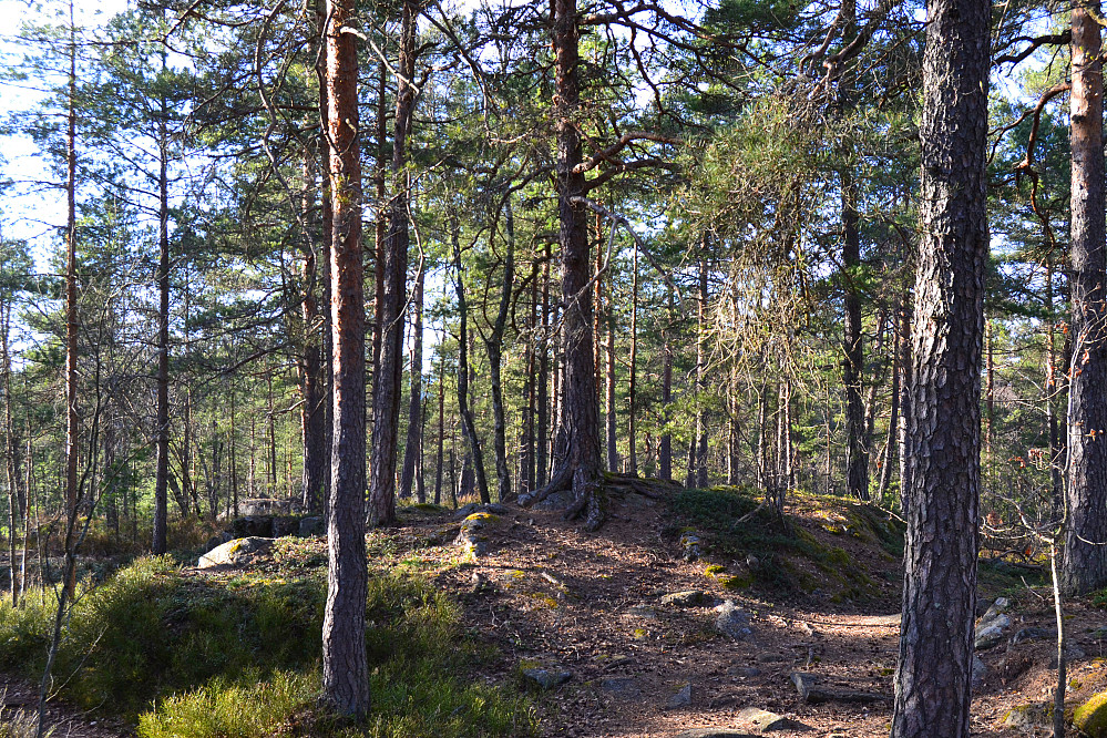 Toppen av Meierkollen