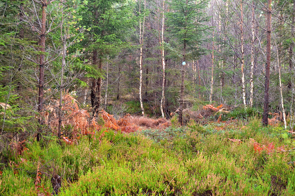 Opp lia fra Kilevann til Ålekjennkollen er det nylagt trasé. I skrivende stund er det lite med merkbart tråkk her.