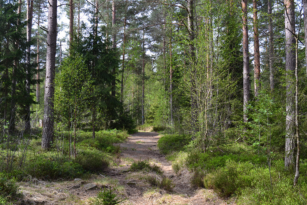 Sverreveien