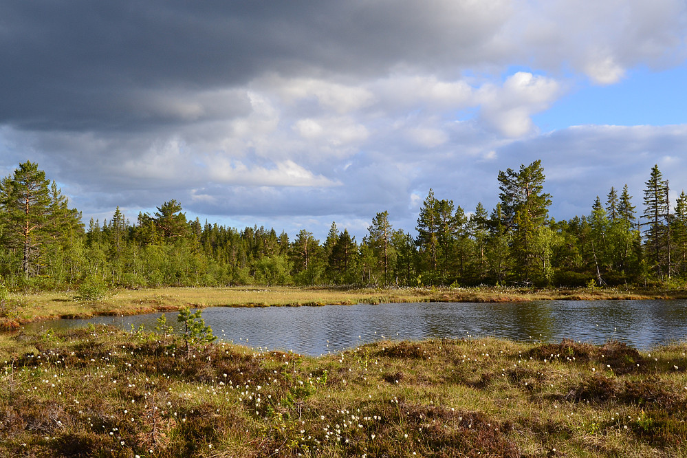 Halvortjønna