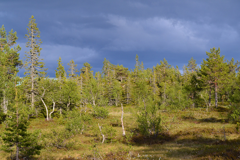 Toppen rett forran meg.