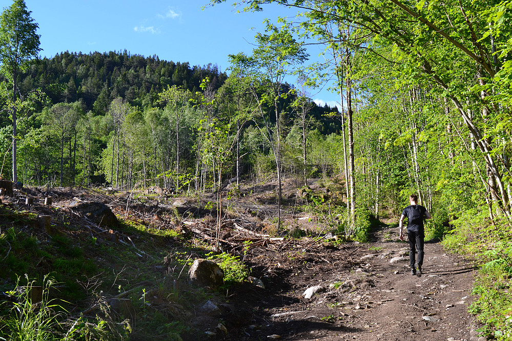 Nyhogst i starten på løypa. 