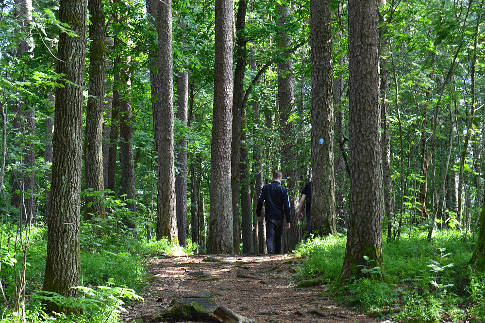 Fin skog fram mot utsikten