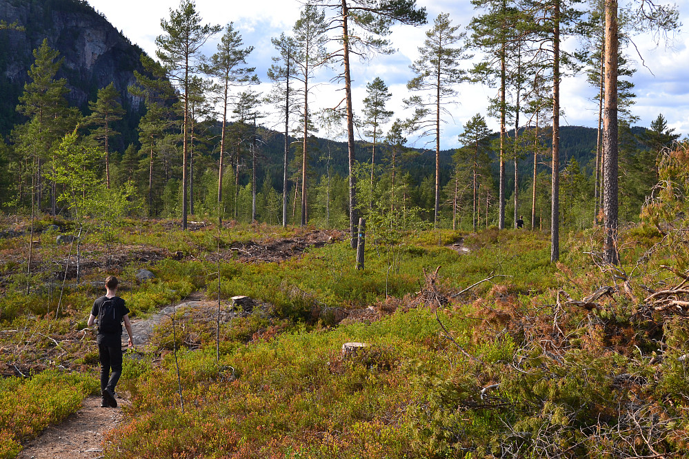Litt nyhogst siste del av stien mot Gardvann