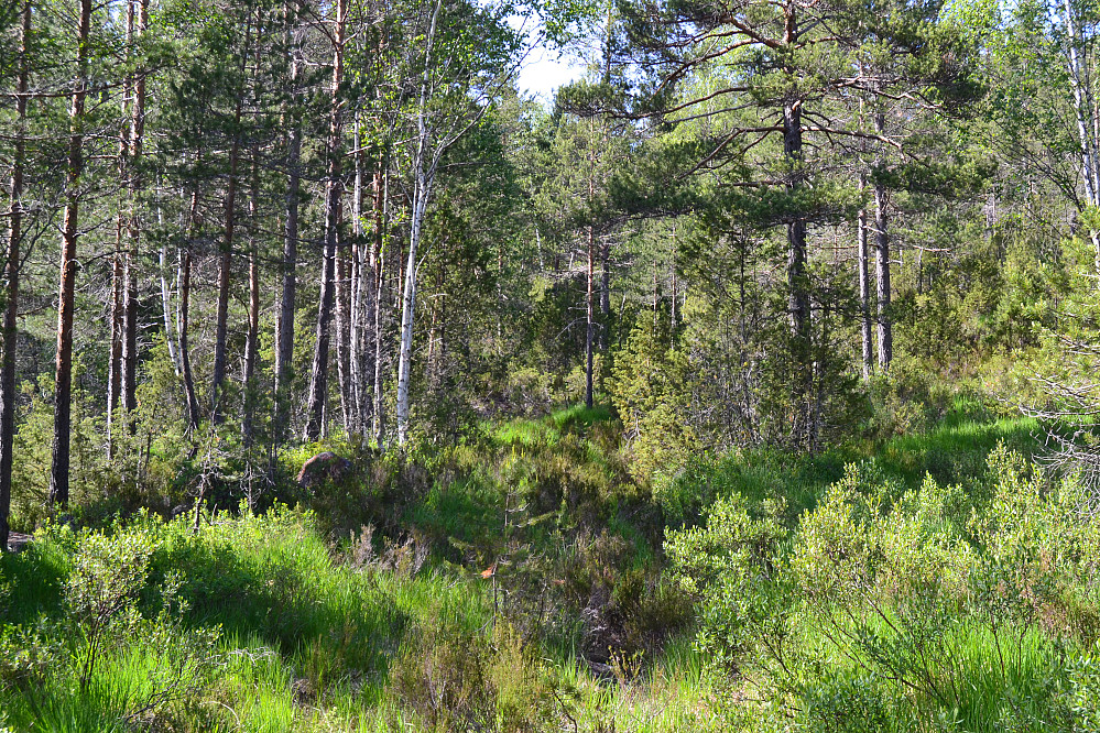 Fra traktorsporet mot Østeråfjellet.