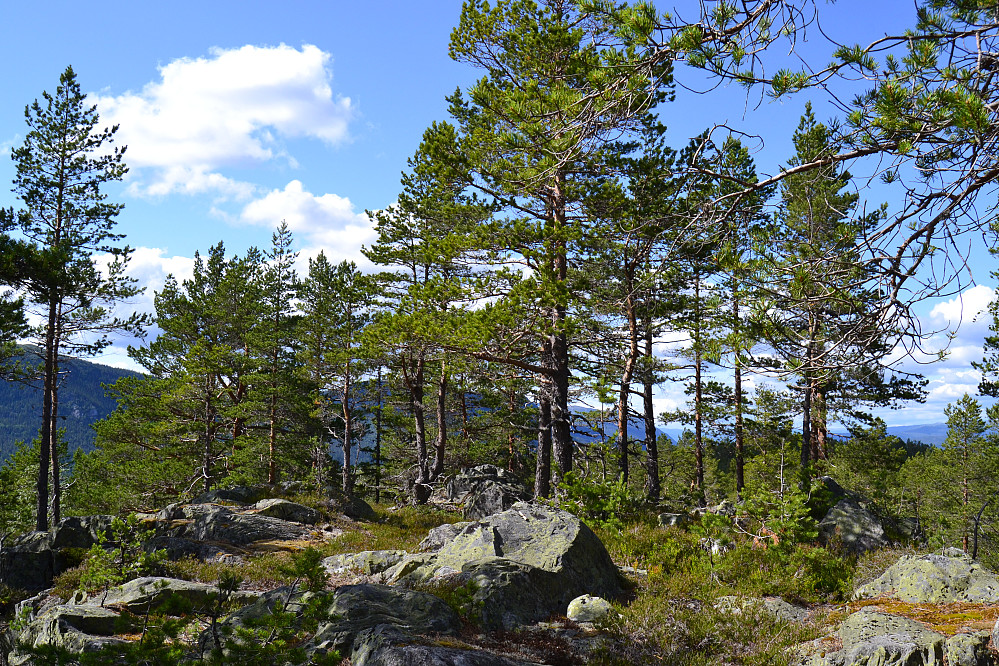 Toppen av nordre Luseloft