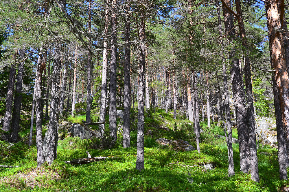 Parti fra oppstigningen mot nordre Luseloft