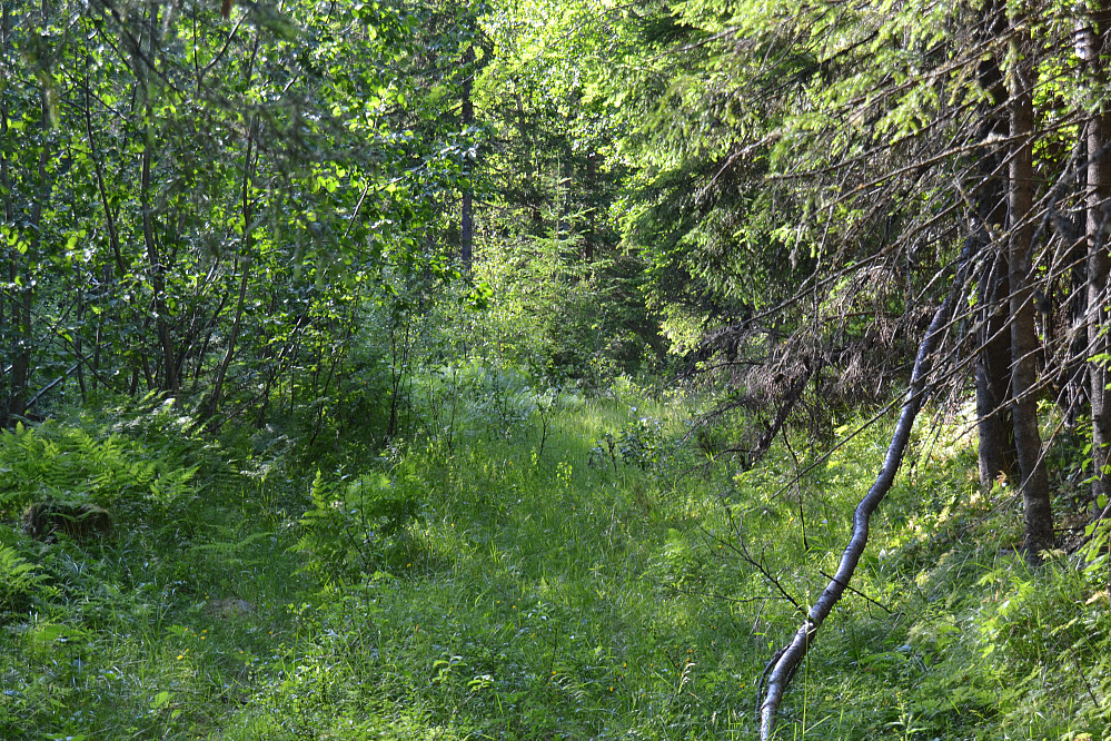 Det var stedvis ganske frodig opp Dåruddalen nå på sommeren