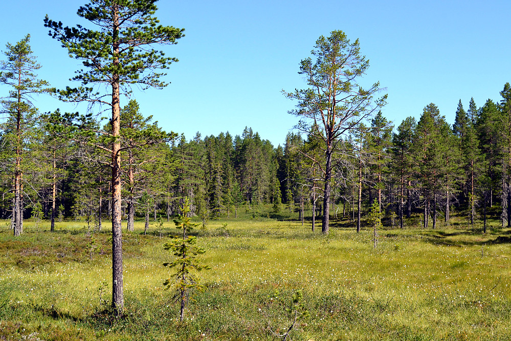 Inn mot Åslandsmyrane