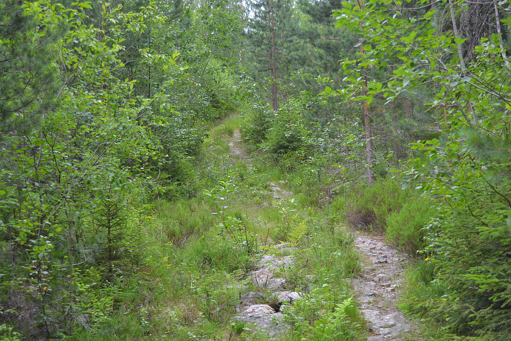 Turen begynner opp etter en traktorvei ..