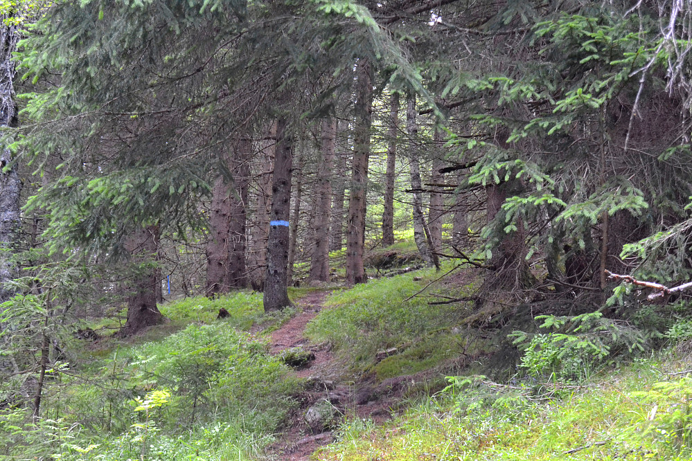 Parti fra stien opp mot Hovde