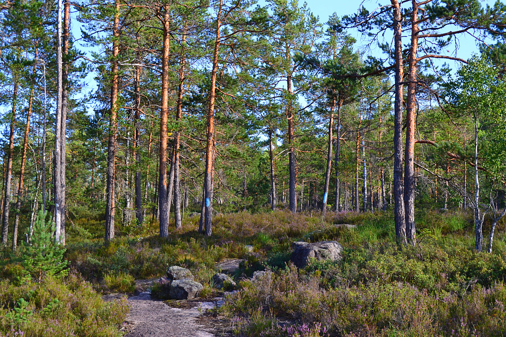 Ikke vanskelig å se hvor man skal gå