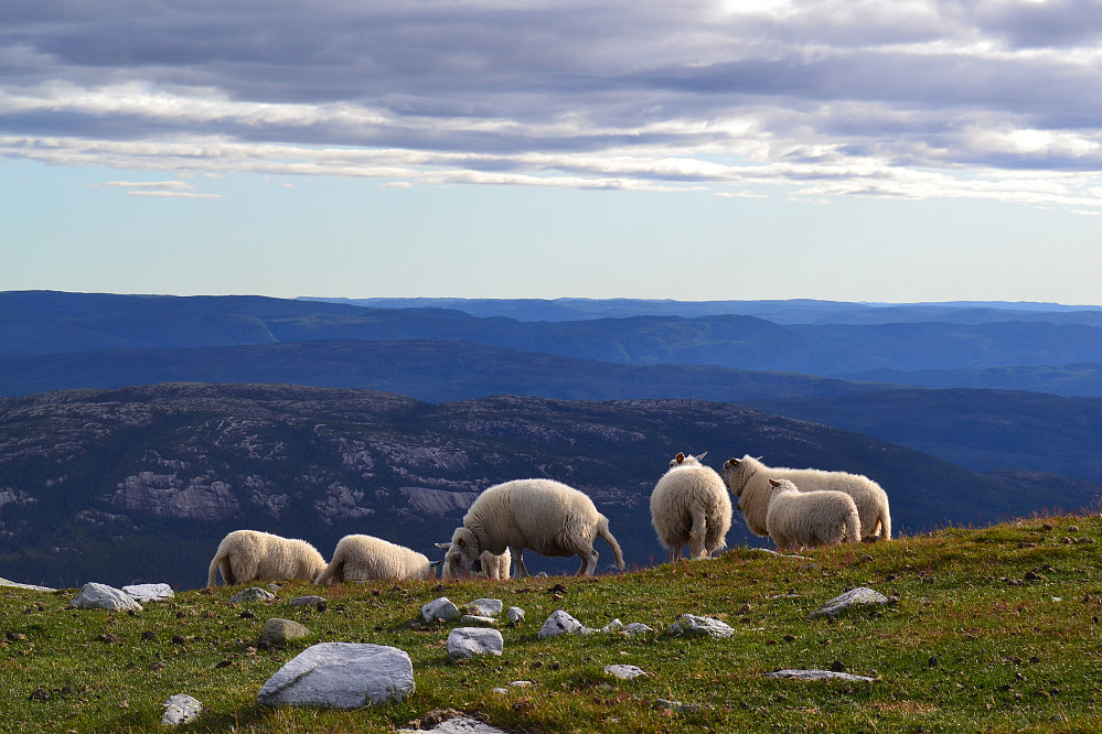Hyggelig selskap på Gleksefjell