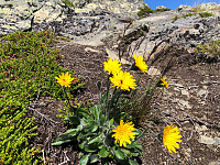 Gråbein_20210715_60f0539385b63.jpg