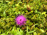 Gråbein_20210729_6102c7f6bf77d.jpg