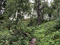 Gråbein_20210729_6102c7f77d2a4.jpg