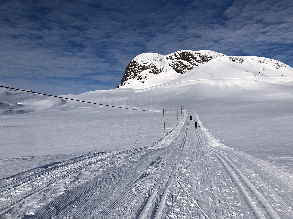 Synshorn troner foran oss.