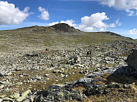 Gråbein_20230711_64ada650bb112.jpg