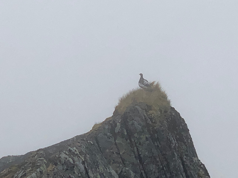 Fjellrype