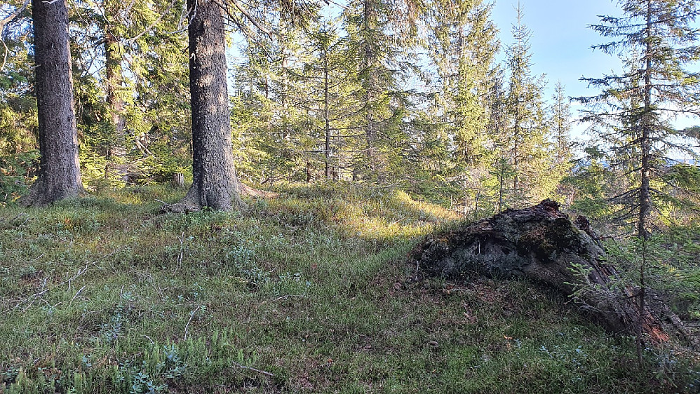 Kjerkeberget øst (605)