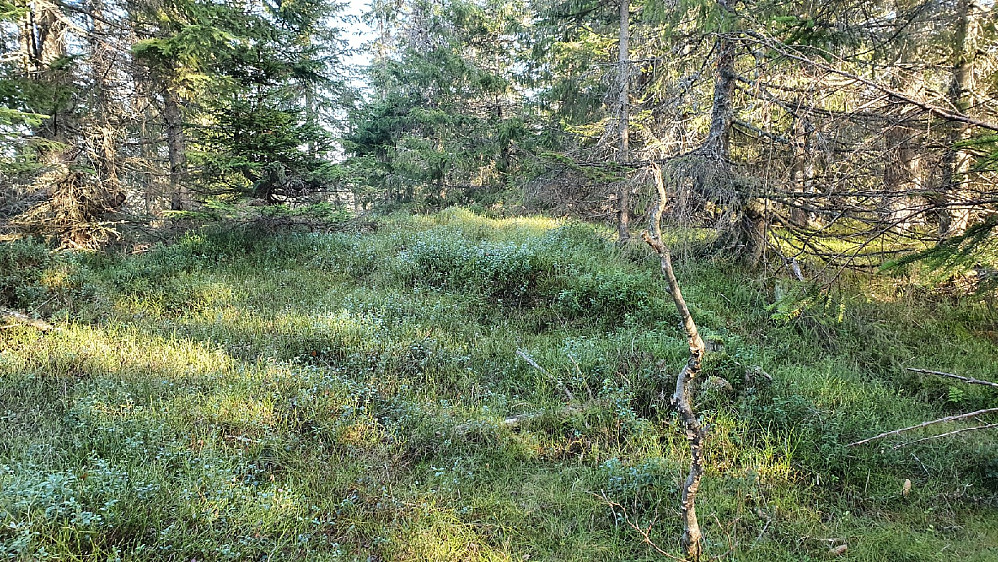 Gråberghaugen (633)