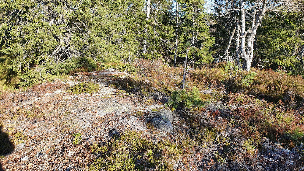 Kampeknerten (574)